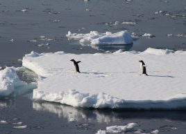 Penguins on Sea Ice