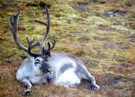Reindeer (P. McNeal PolarTREC 2014 Courtesy of ARCUS)