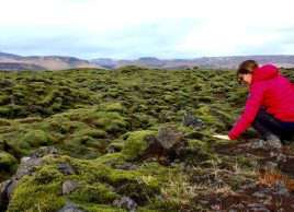 Observing Icelandic Moss