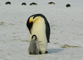 Emperor penguin with baby